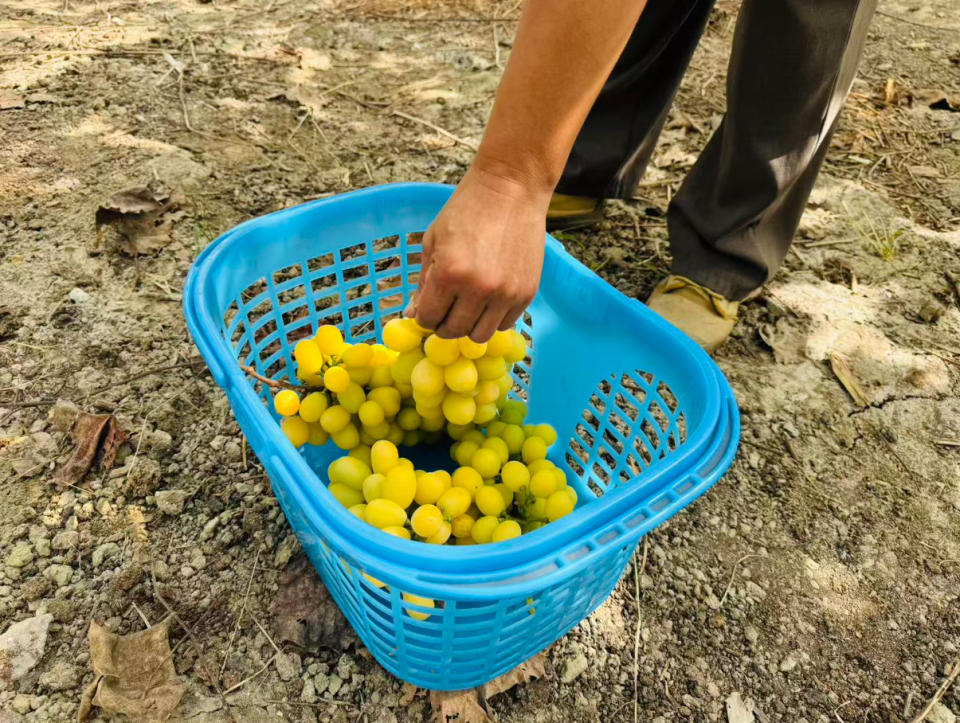 https, PFcAA https, PFcAA